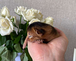 Кошки в Ростове-на-Дону: Абиссинский котёнок девочка - Ракета, цвет Rudy из питомника с документами Девочка, 95 000 руб. - фото 4