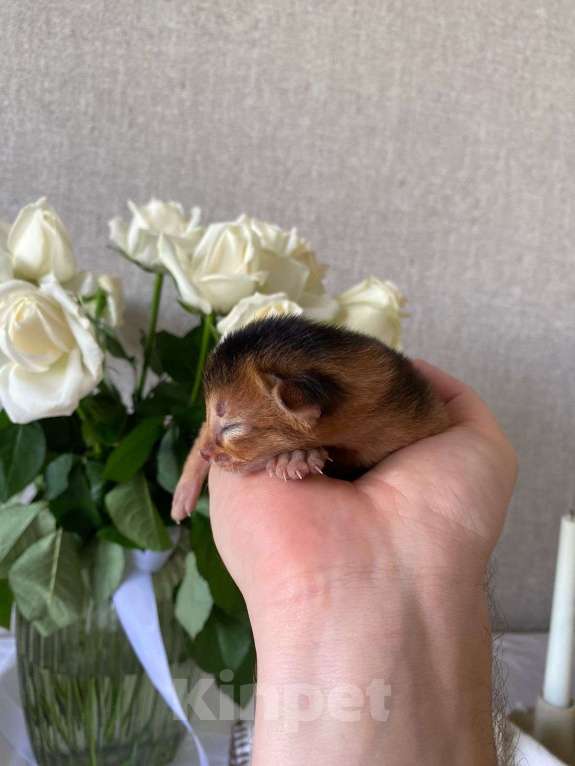 Кошки в Ростове-на-Дону: Абиссинский котёнок девочка - Ракета, цвет Rudy из питомника с документами Девочка, 95 000 руб. - фото 4