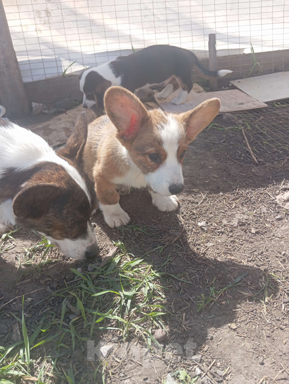 Собаки в Белгороде: Вельш-корги кардиган щенки Мальчик, 45 000 руб. - фото 6