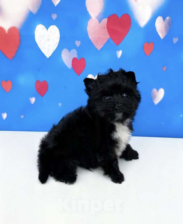 Собаки в Москве: Чёрный йорк мальчик стандарт Мальчик, 80 000 руб. - фото 6