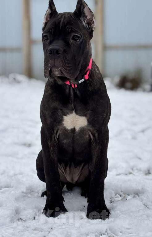 Собаки в других городах Московской области: Тигровая девочка Кане Корсо Девочка, 70 000 руб. - фото 3