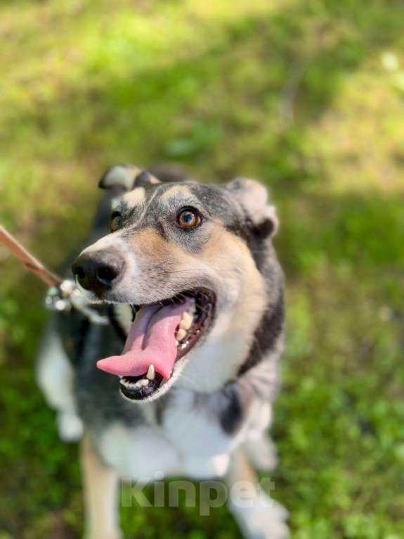 Собаки в Москве: Мира - ласковая собака из приюта Девочка, Бесплатно - фото 4