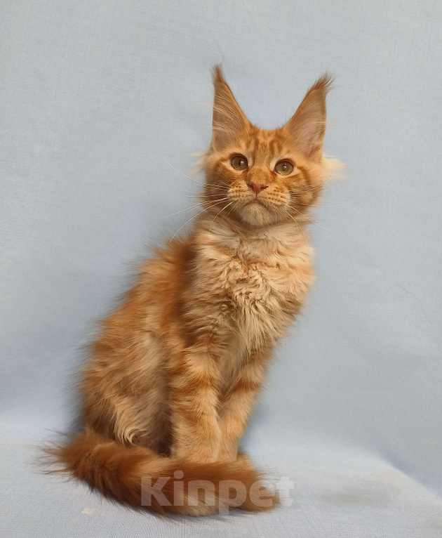 Кошки в Москве: Котёнок Мейн-Кун Мальчик Мальчик, 65 000 руб. - фото 3