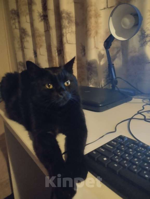 Кошки в Хабаровске: Котик в добрые руки Мальчик, Бесплатно - фото 3