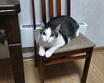 Кошки в Челябинске: Кот, 5 лет, в добрые руки Мальчик, Бесплатно - фото 1