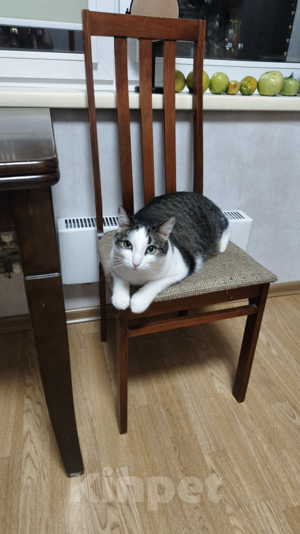 Кошки в Челябинске: Кот, 5 лет, в добрые руки Мальчик, Бесплатно - фото 1
