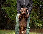 Собаки в Одинцово: Щенок лабрадора ретривера  Девочка, Бесплатно - фото 3
