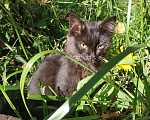 Кошки в Москве: Маленькое чудо Яшенька, милейший черный котенок в добрые руки Мальчик, 10 руб. - фото 3