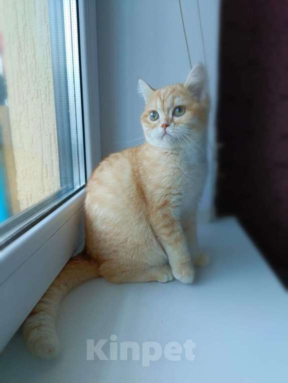 Кошки в Москве: Шотландские котята  Девочка, 10 000 руб. - фото 1