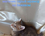 Кошки в Москве: котята курильские бобтейлы шикарного мраморного окраса Разнополые, 5 000 руб. - фото 2