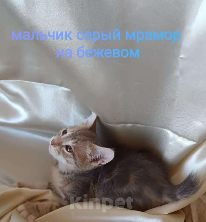 Кошки в Москве: котята курильские бобтейлы шикарного мраморного окраса Разнополые, 5 000 руб. - фото 2