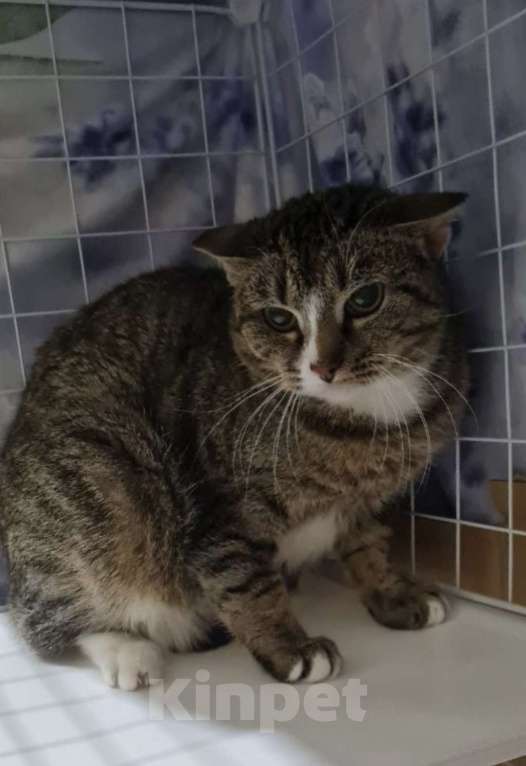 Кошки в Санкт-Петербурге: Грэйс Принцесса Монако Девочка, Бесплатно - фото 4