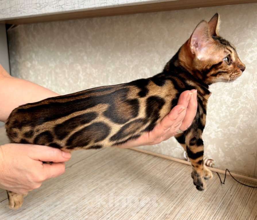 Кошки в Москве: Клубные бенгальские котята - девочка Девочка, 60 000 руб. - фото 2
