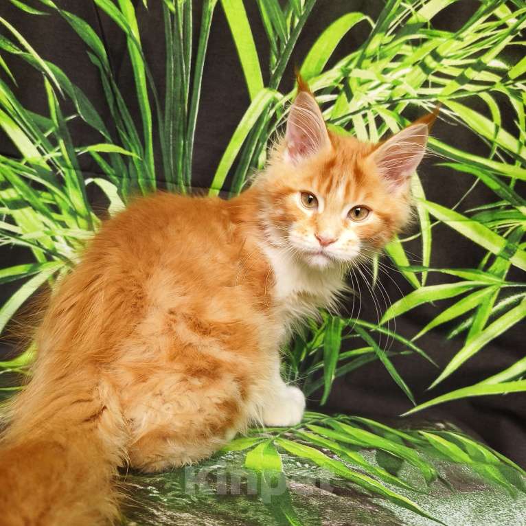 Кошки в Москве: Котёнок Мейн Кун Мальчик Мальчик, 65 000 руб. - фото 5