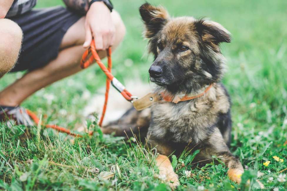 Собаки в Москве: Макс Мальчик, Бесплатно - фото 5