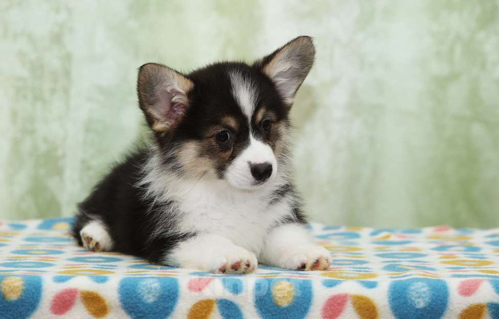 Собаки в Москве: Альмаре Феа Баядерка Девочка, 90 000 руб. - фото 3