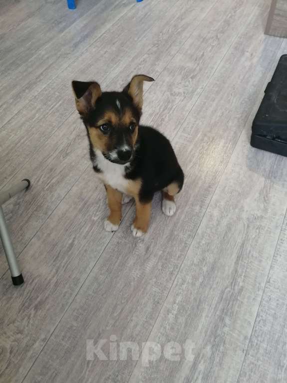 Собаки в Краснодаре: В добрые руки  Девочка, Бесплатно - фото 7