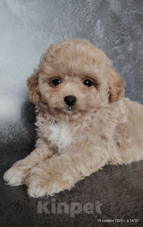 Собаки в Мытищах: Пушон Линда Девочка, 200 000 руб. - фото 4