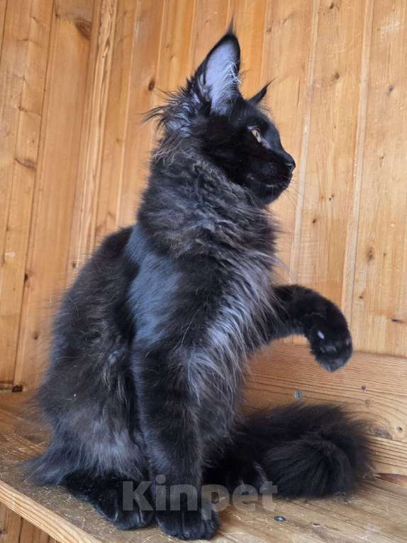 Кошки в Москве: Котенок Мальчик, 1 руб. - фото 3