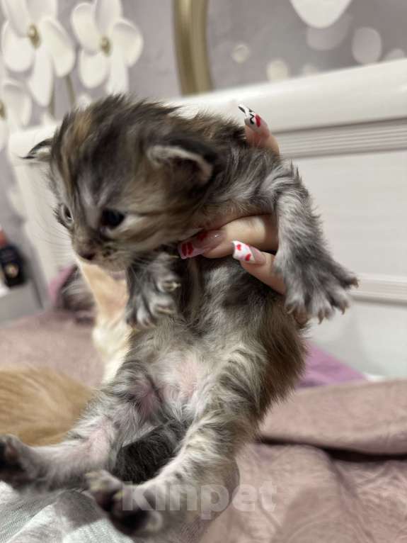 Кошки в Тюмени: Мейн-кун мраморная Девочка, 15 000 руб. - фото 2