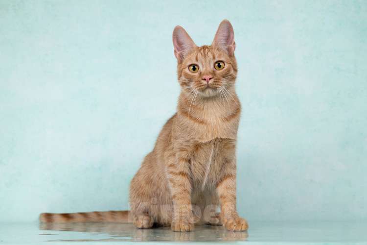 Кошки в Москве: Юна, чудесная ласковая кошечка-подросток ищет дом Девочка, 10 руб. - фото 9