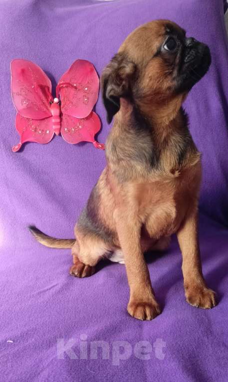 Собаки в Санкт-Петербурге: Мальчик-праздник Мальчик, 80 000 руб. - фото 2