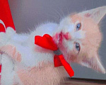 Кошки в Чебоксарах: котёнок умный,красивый, ласковый Мальчик, 50 руб. - фото 5