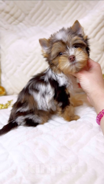 Собаки в Москве: Эксклюзивный мальчик красавчик Мальчик, Бесплатно - фото 1