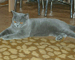 Кошки в Брянске: Вязка с шотландским прямоухим котиком, 700 руб. - фото 1