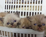 Кошки в Ливны: Экзоты, 10 000 руб. - фото 4