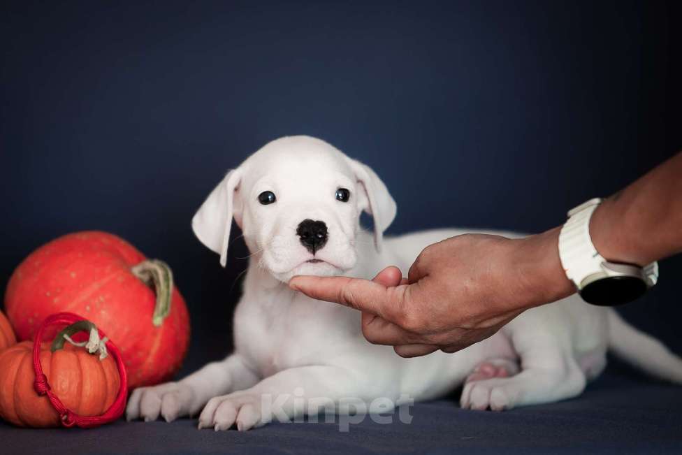 Собаки в Челябинске: Аргентинский дог щенки Мальчик, Бесплатно - фото 4