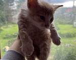 Кошки в Перми: Рыжий котенок  Девочка, Бесплатно - фото 1