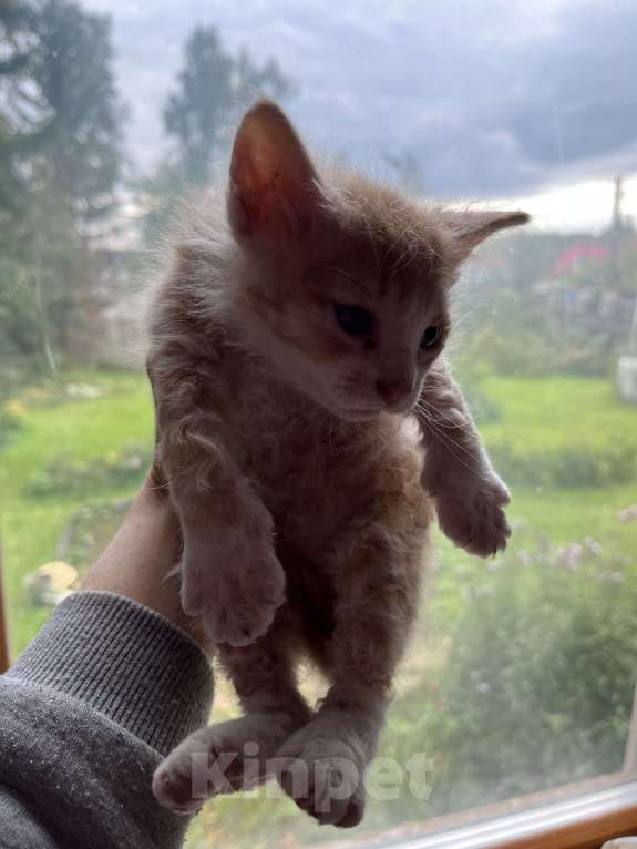 Кошки в Перми: Рыжий котенок  Девочка, Бесплатно - фото 1