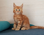 Кошки в Москве: Мейн-Кун котята Разнополые, Бесплатно - фото 10