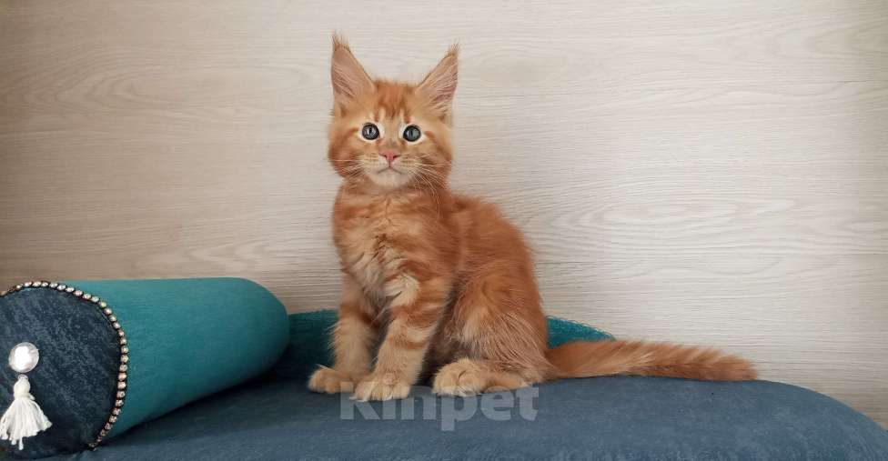 Кошки в Москве: Мейн-Кун котята Разнополые, Бесплатно - фото 10