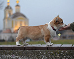 Собаки в Москве: Щенки вельш корги пемброк Девочка, 60 000 руб. - фото 3