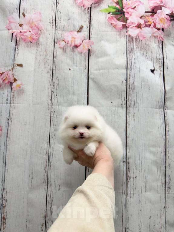 Собаки в Москве: шпиц девочка Девочка, 25 000 руб. - фото 1