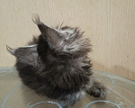 Кошки в других городах Кировской области: Котёнок Мейн кун Космос Мальчик, 80 000 руб. - фото 4