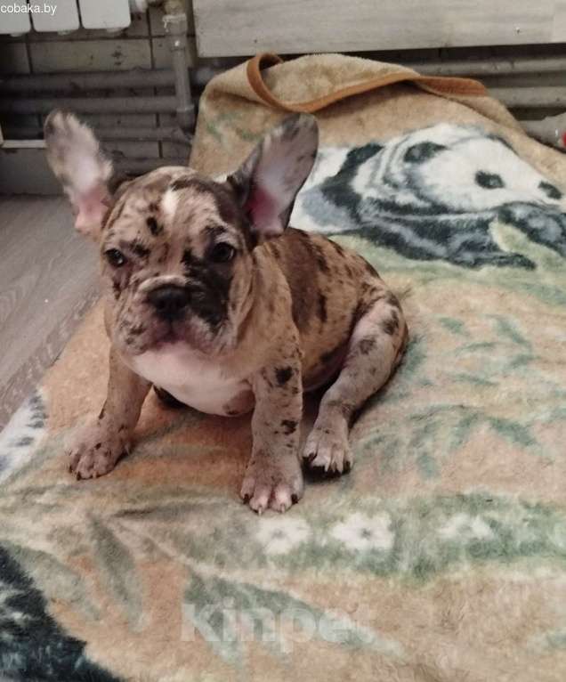 Собаки в Москве: Мальчик французский бульдог Мальчик, 38 000 руб. - фото 1