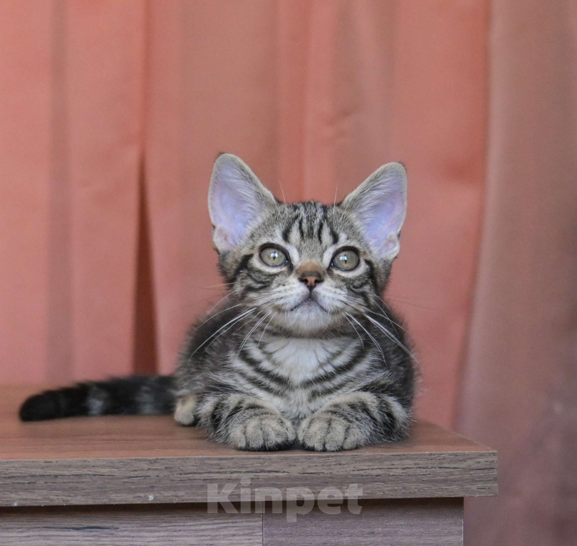 Кошки в Москве: Котенок Американской короткошерстной породы Мальчик, 75 000 руб. - фото 1