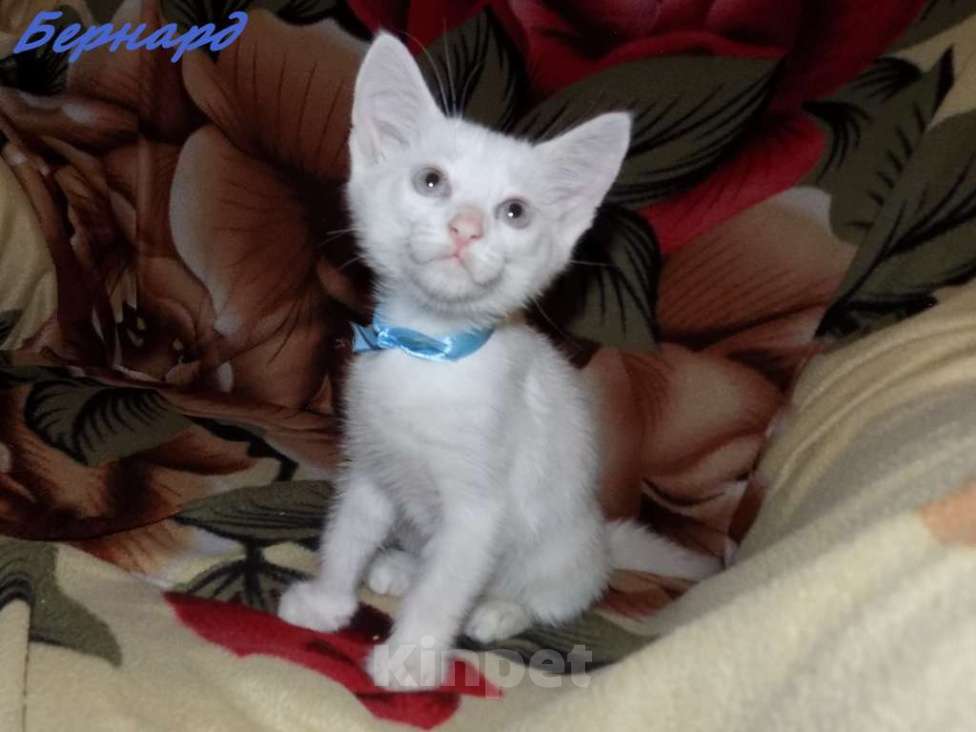 Кошки в Москве: Анатолийские котята (гладкошерстная ангора) Девочка, 8 000 руб. - фото 2