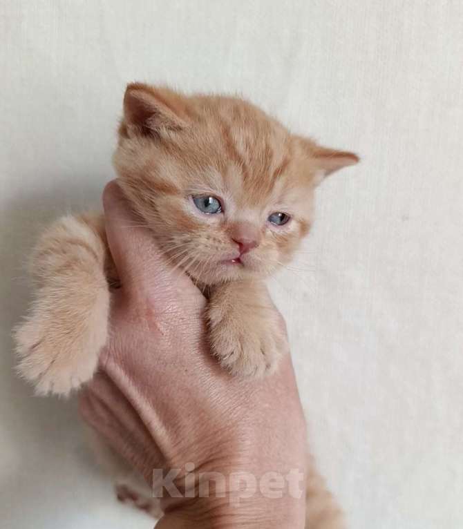 Кошки в Санкт-Петербурге: Рыжее счастье. Британский котик Мальчик, 50 000 руб. - фото 2