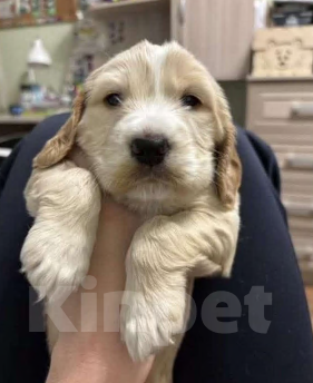 Собаки в Волгограде: Английский Кокер-спаниель, щенок Девочка, 15 000 руб. - фото 1