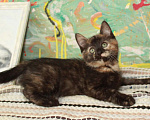 Кошки в Калуге: Разноцветная пеструшка. Котенок 2,5 мес в добрые руки. Девочка, Бесплатно - фото 4
