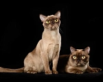 Кошки в Зеленограде: Котята американской бурмы Девочка, Бесплатно - фото 1