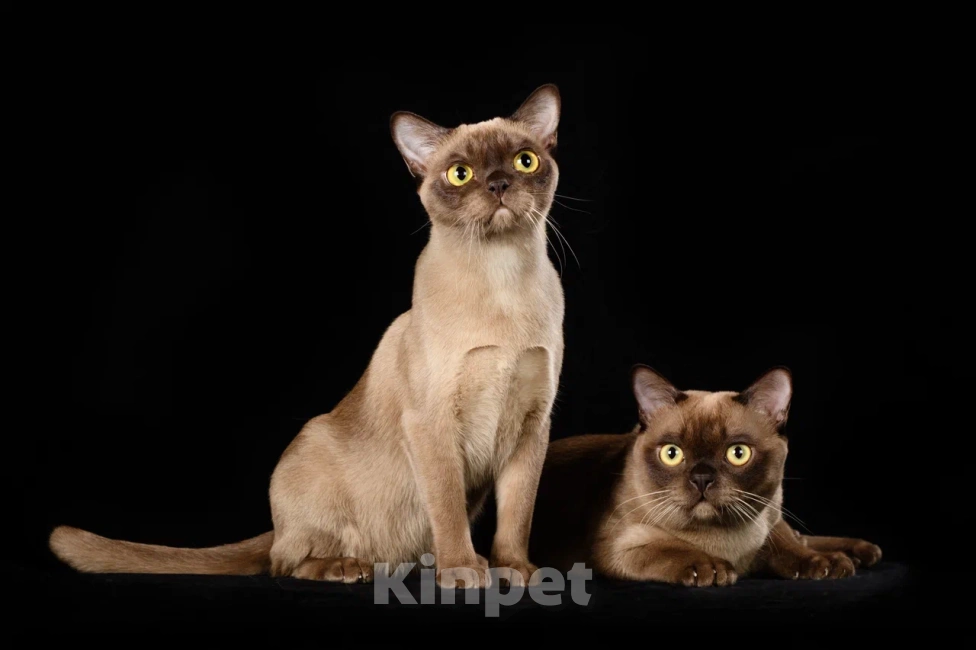 Кошки в Зеленограде: Котята американской бурмы Девочка, Бесплатно - фото 1