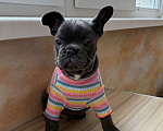 Собаки в Новочебоксарске: Французский бульдог Фрэнк Мальчик, 100 000 руб. - фото 1