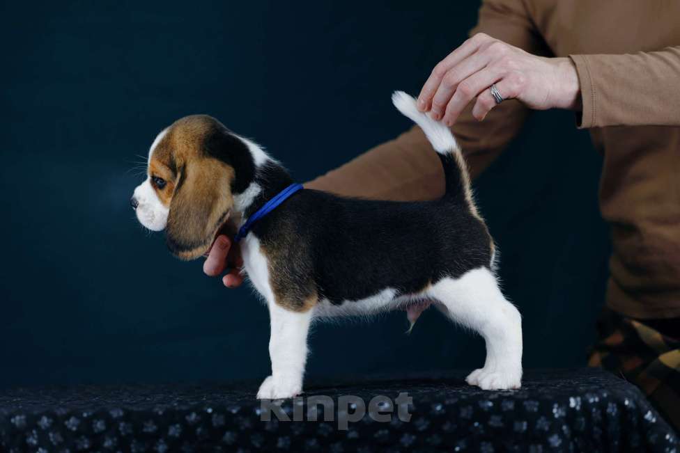 Собаки в Москве: Щенки Бигля питомник РКФ Мальчик, 60 000 руб. - фото 4