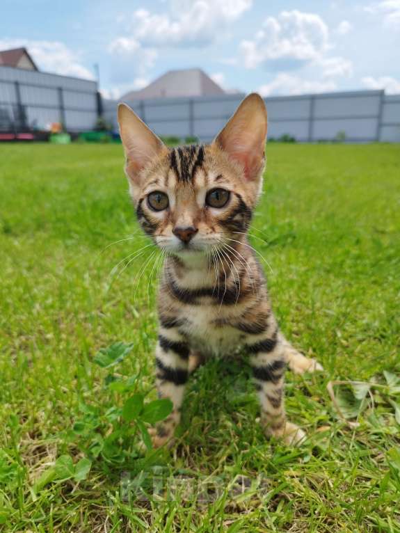 Кошки в Ярославле: Бенгальская девочка  Девочка, 50 000 руб. - фото 5