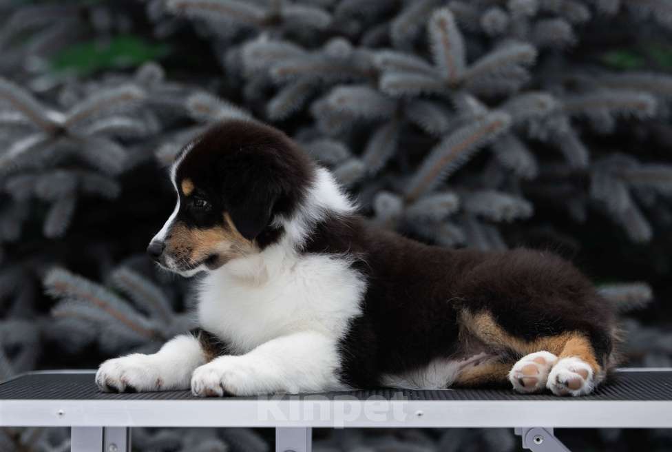 Собаки в Екатеринбурге: Девочка черный триколор  Девочка, Бесплатно - фото 5